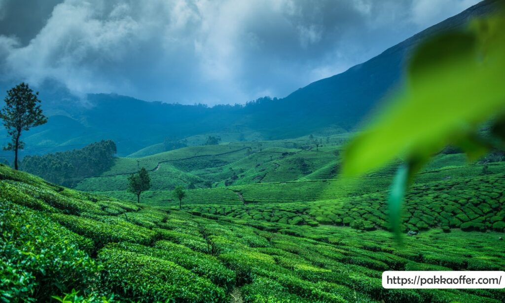 Munnar, Kerala (pakkaoffer)